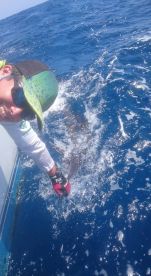 cautgh and realese sailfish