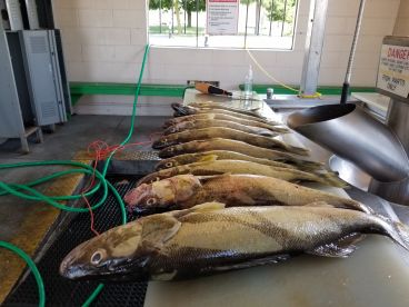 Lake Erie Walleye out of Buffalo New York