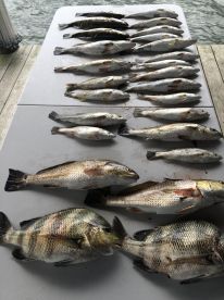 St. Bernard Report Photo 2