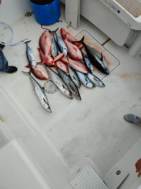 Okaloosa Island Report Photo 2