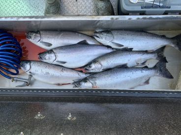 Kenai River Report Photo 1