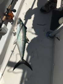 Homosassa Report Photo 2