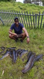 Big Catfish Catches