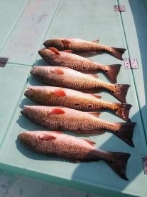 Destin Report Photo 1