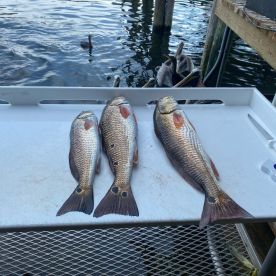 Crystal River Report Photo 1
