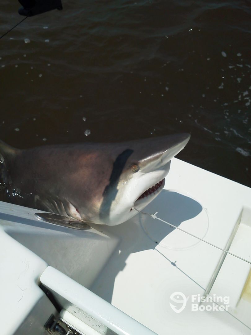 St. Simons Island Report Photo 1
