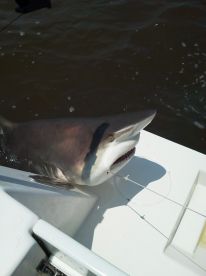 St. Simons Island Report Photo 1