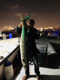 Massive Cobia
