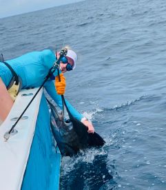 Sailfish day