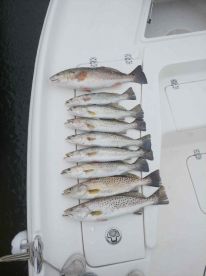 Rainy day specks