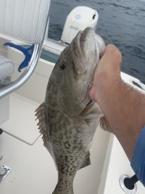 Grouper are chewing
