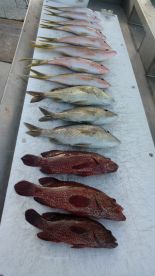 Snapper and grouper are what's for dinne