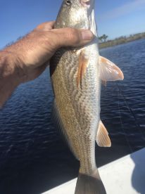 Reds in close