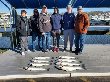 Red hot striped bass fishing continues!