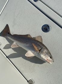 Onslow County Report Photo 3