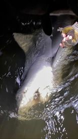 Get a chance to get close to a shark
