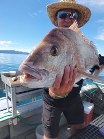 Snapper November 2020