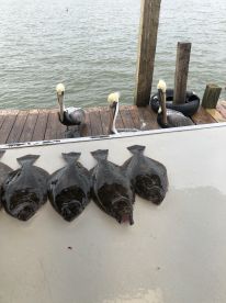 Galveston Report Photo 1