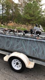 Sea Duck Hunting!