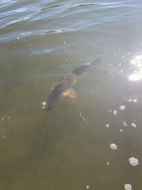 Lafitte Report Photo 4