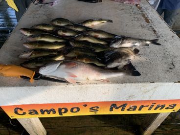 Lafitte Report Photo 1