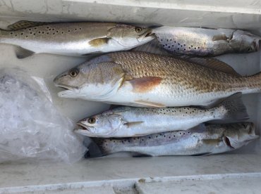 Fish