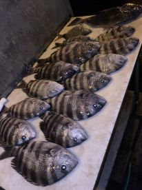 Red Hot Sheepshead Fishing