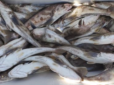 We are not fishing! We are catching!!!