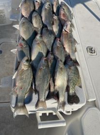 Grapevine Report Photo 4