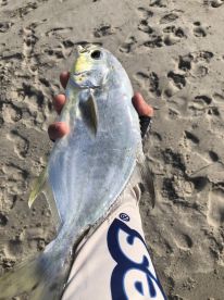 Beautiful pompano caught while surf fishing.