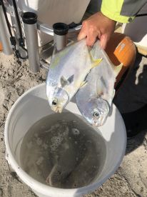 Pompano deliciousness hitting the bucket.