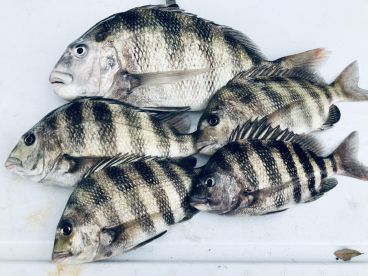 Sheepshead