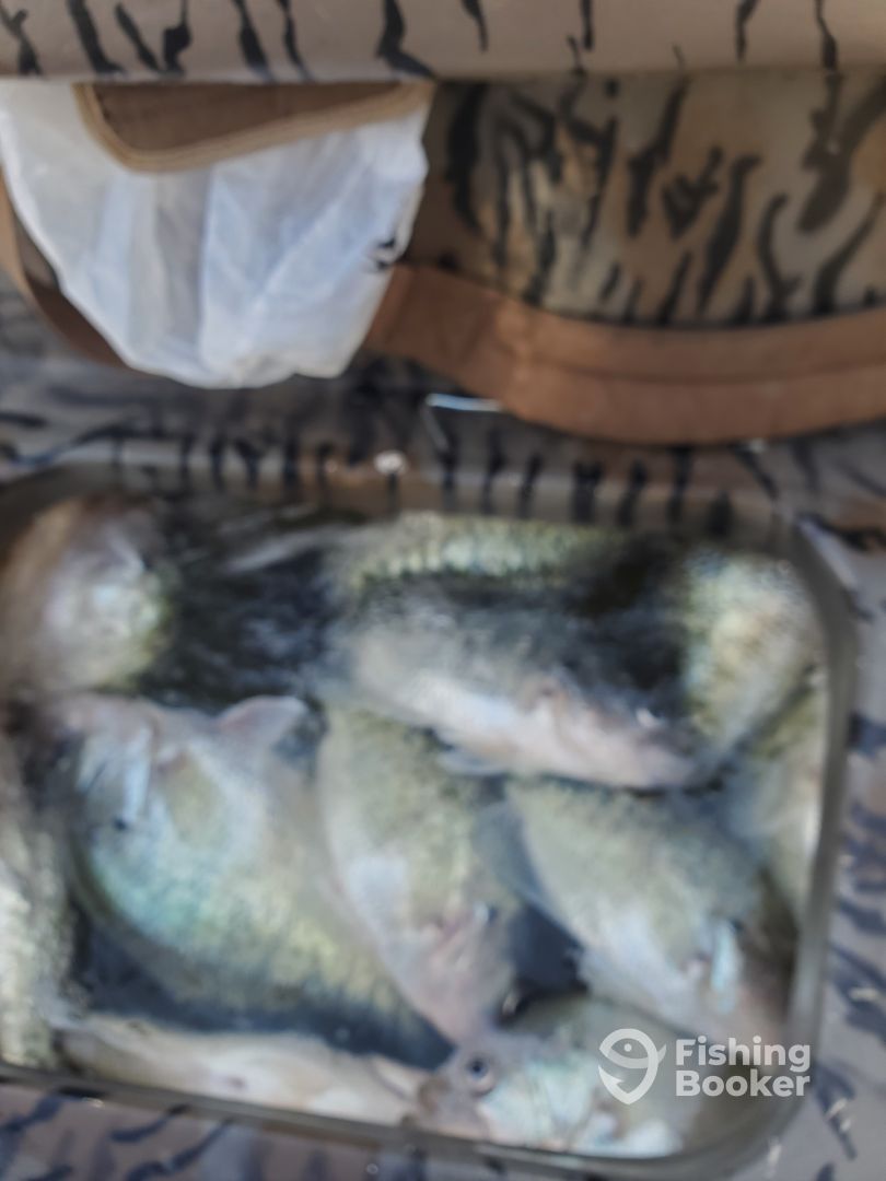 Lake Waco crappie fishing Waco Fishing Report FishingBooker