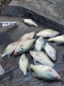 Bell County Report Photo 4