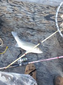 Bell County Report Photo 1