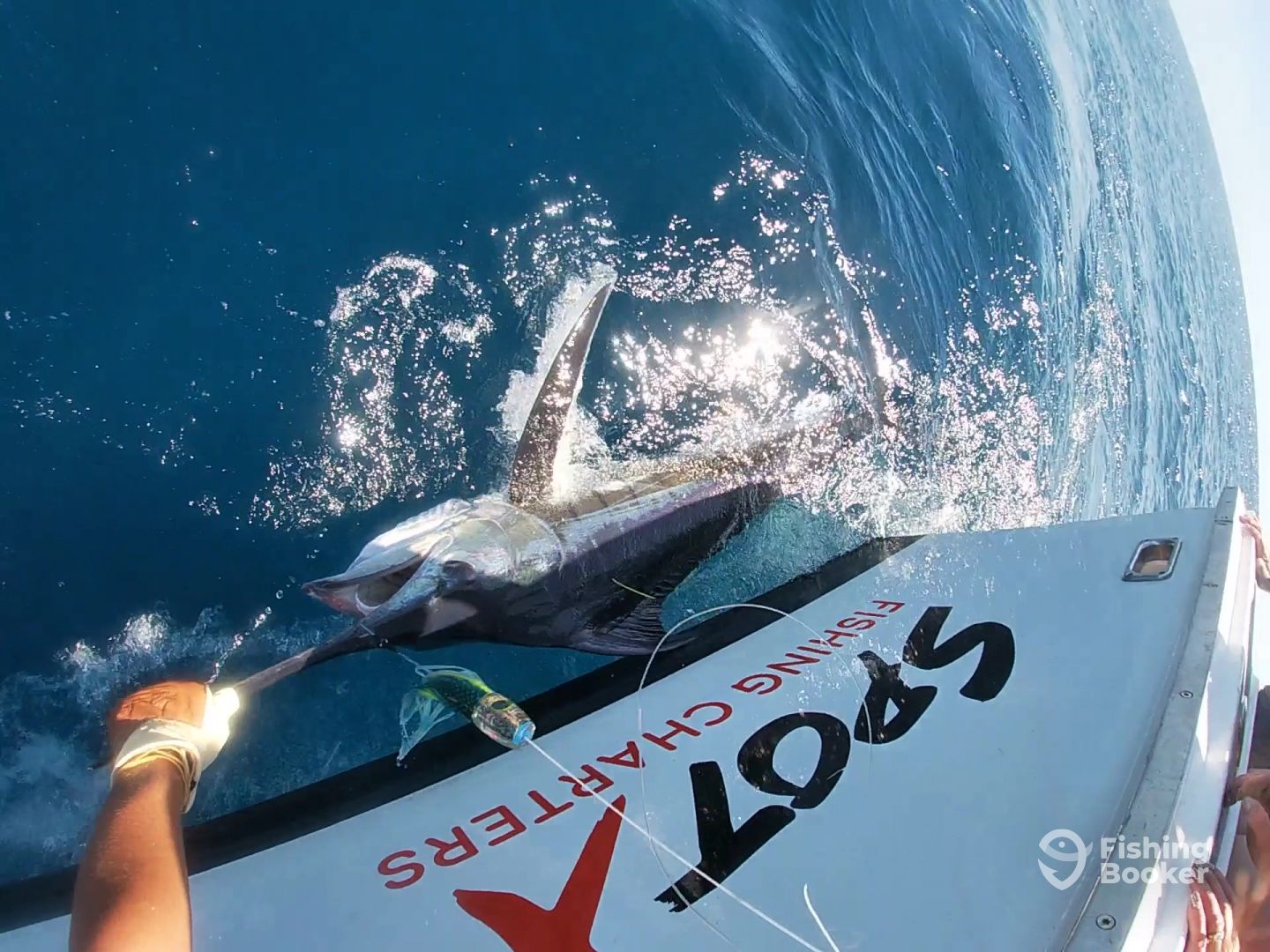 Bay of Islands Marlin January 2021