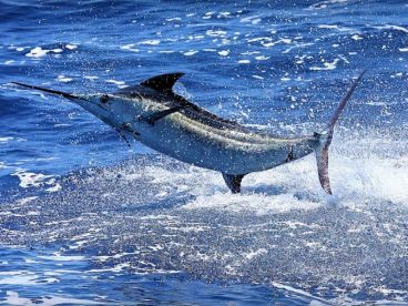 Blue Marlin