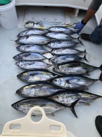 Coronado Report Photo 1