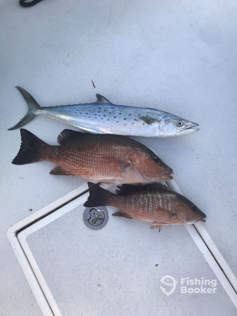 Triple hook up on snapper and Spanish mackerel