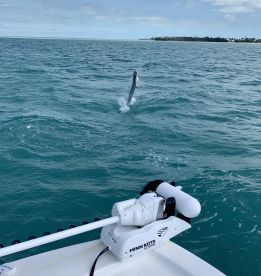 1 for 3 on big Tarpon