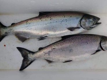 A couple of beautiful Winter Springs (Chinook)