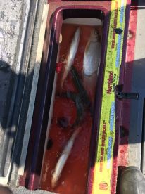Oak Creek Report Photo 2