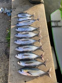 Dania Beach Report Photo 2