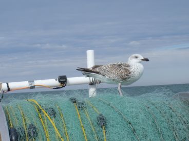 Seagull getting a free ride