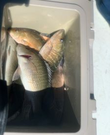 Key Largo Report Photo 1