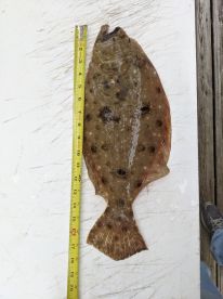 Hillsborough Bay Report Photo 4