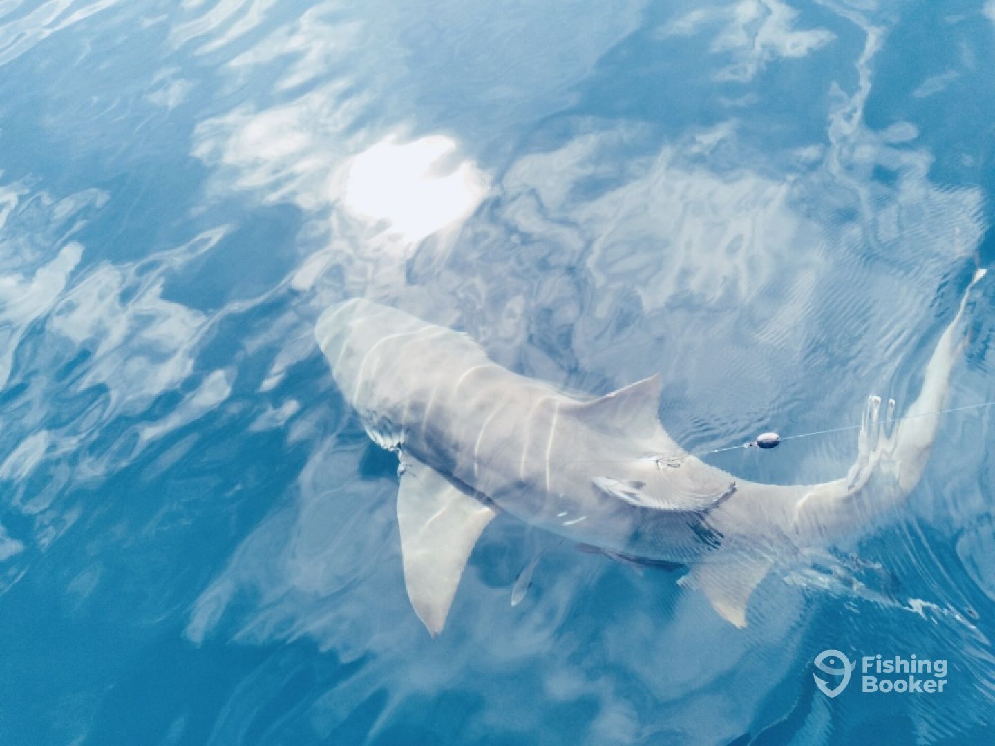 Bull Shark