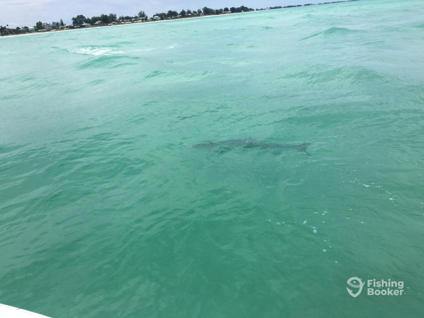 Sarasota Report Photo 0