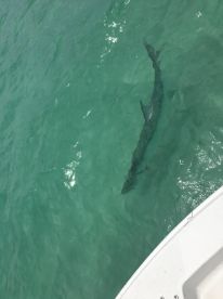 Sarasota Report Photo 2