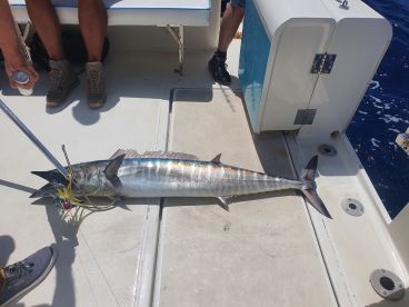 Wahoo on deck!